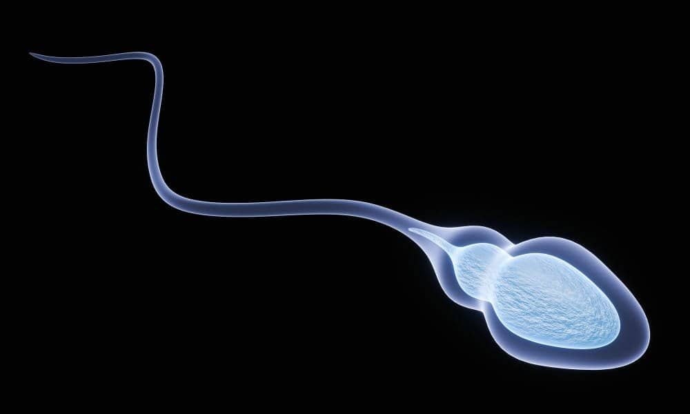 أين يذهب ماء الرجل بعد استئصال الرحم